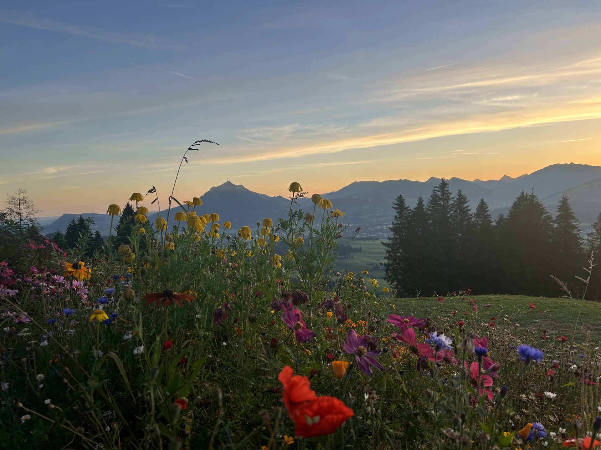 bergblumen-abendrot-1920